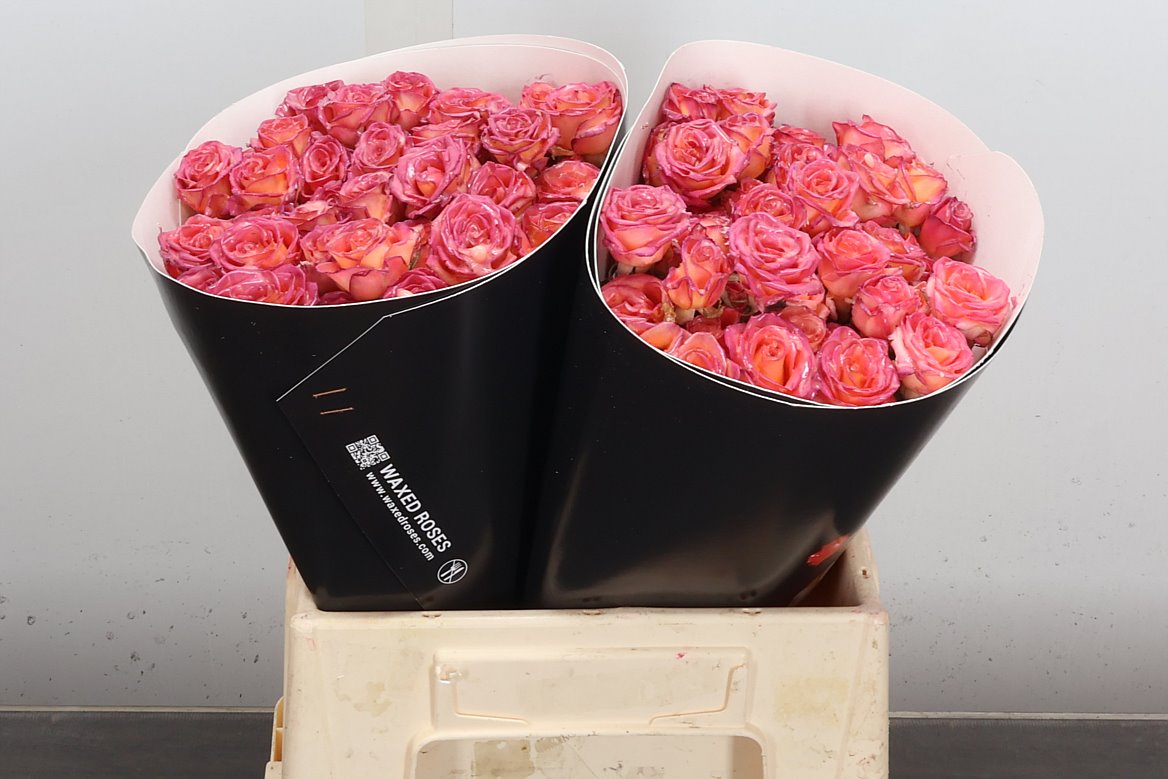 Rosa Waxed 40cm