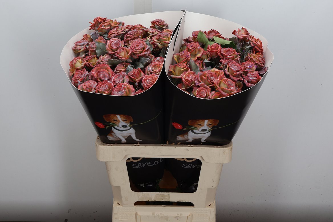 Rosa Waxed 60cm