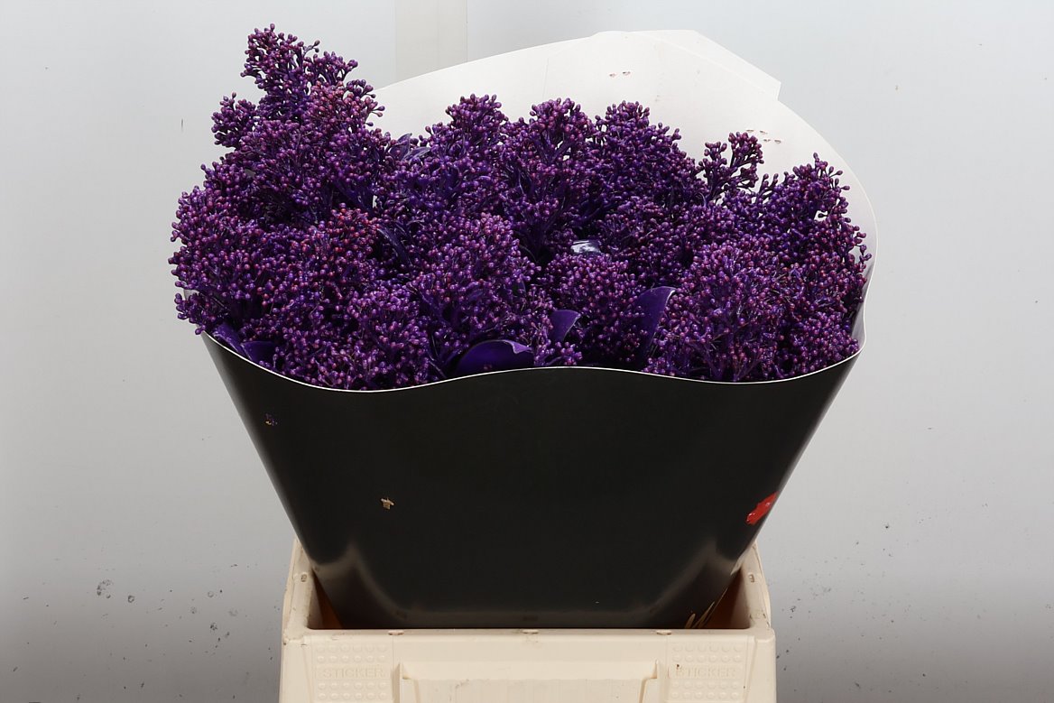 Skimmia Painted 45cm