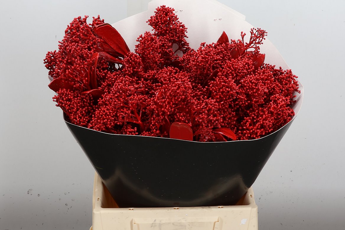 Skimmia Painted 45cm