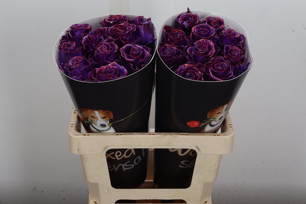 Rosa Waxed 60cm