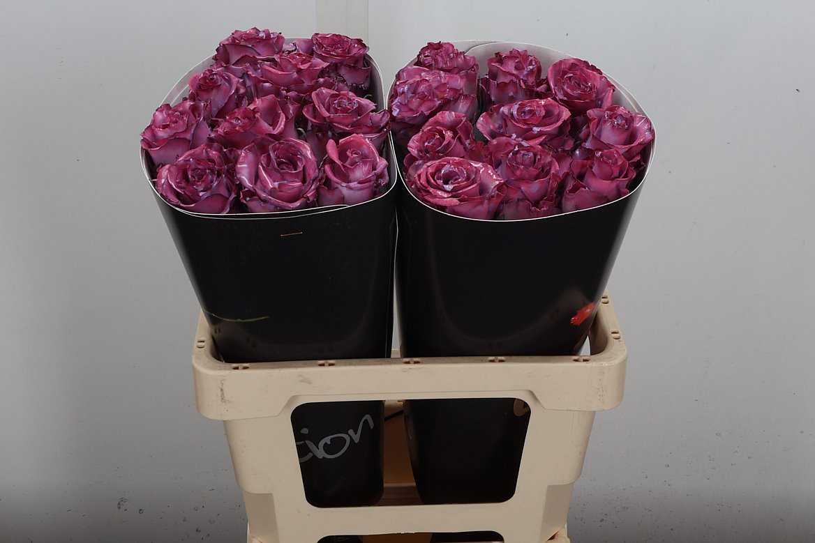 Rosa Waxed 60cm