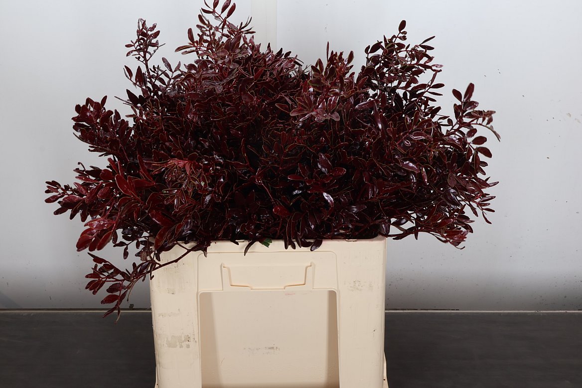 Pista Klb H% 50cm