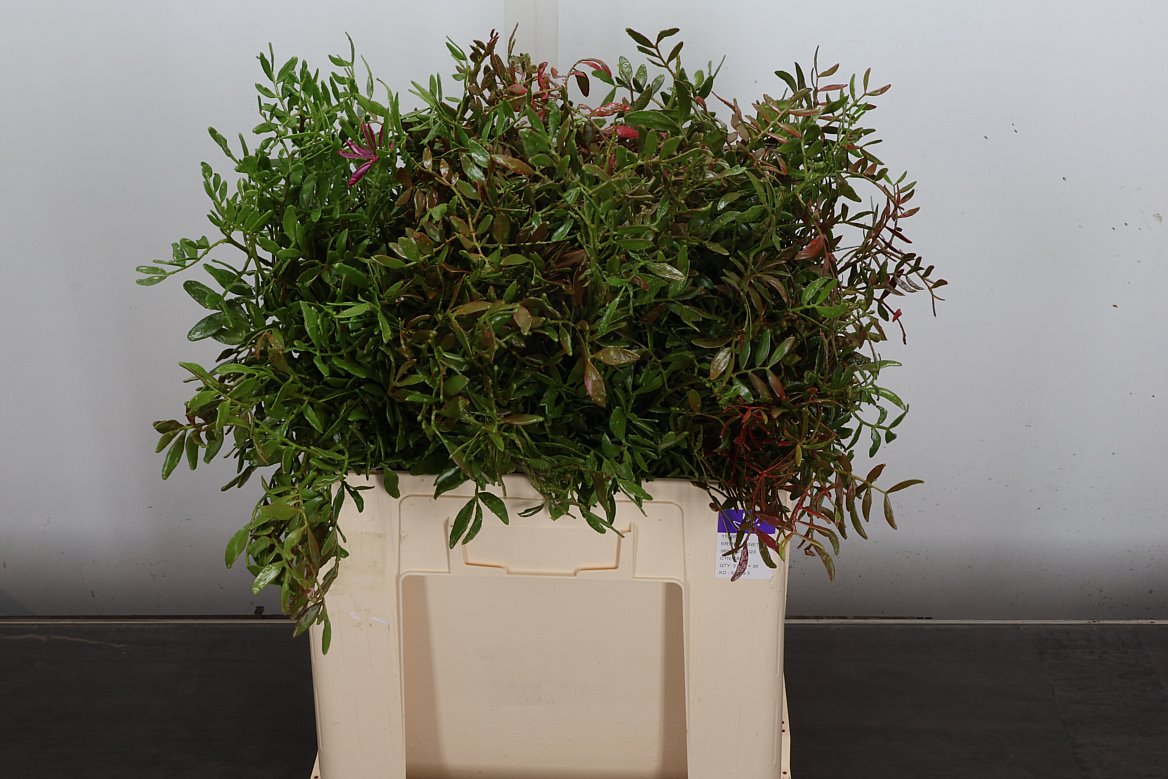 Pista Klb H% 50cm