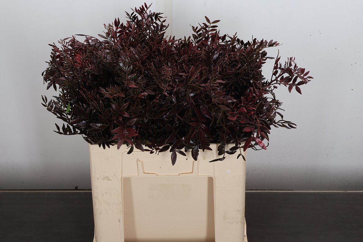 Pista Klb H% 50cm
