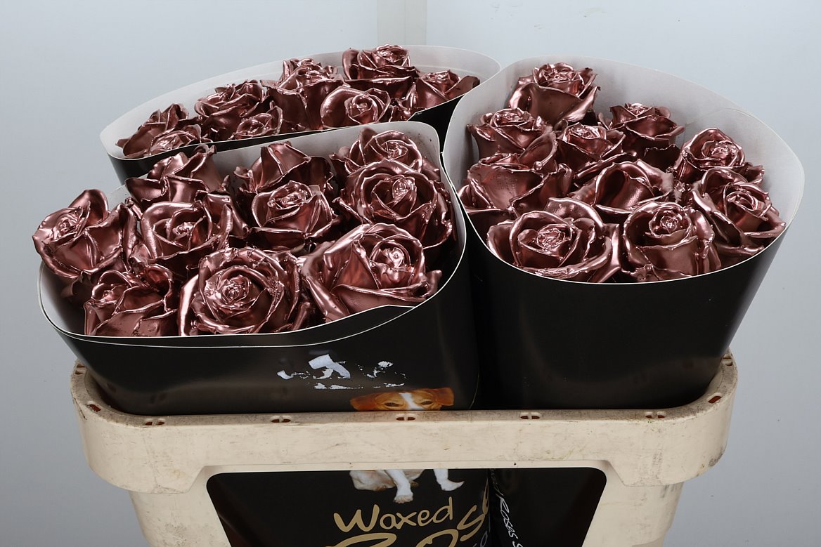 Rosa Waxed 70cm