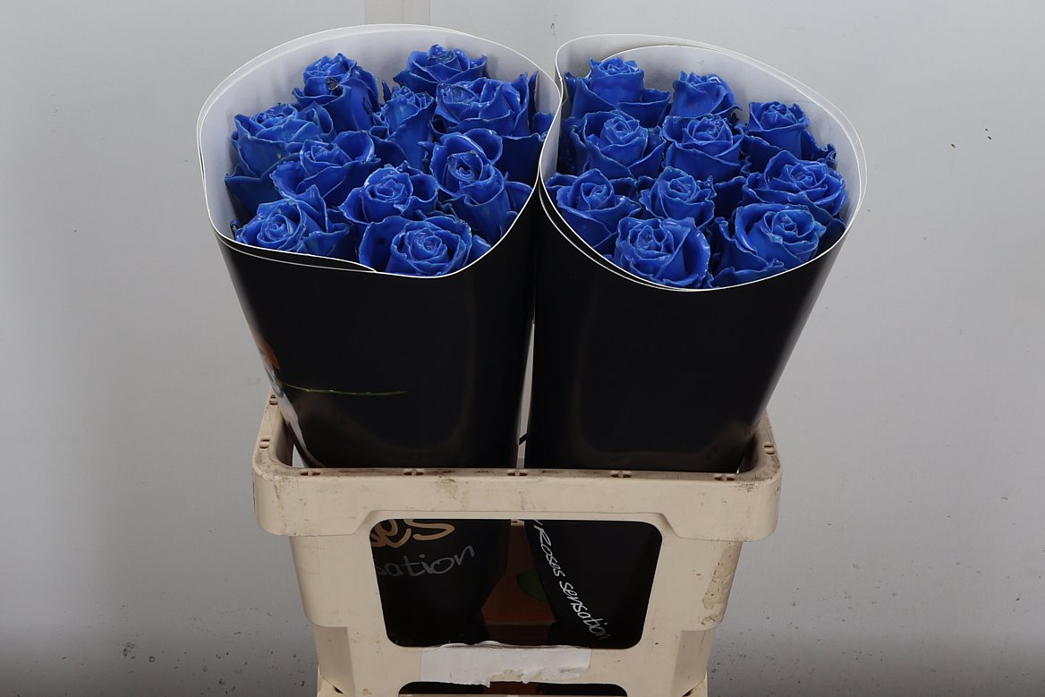 Rosa Waxed 60cm