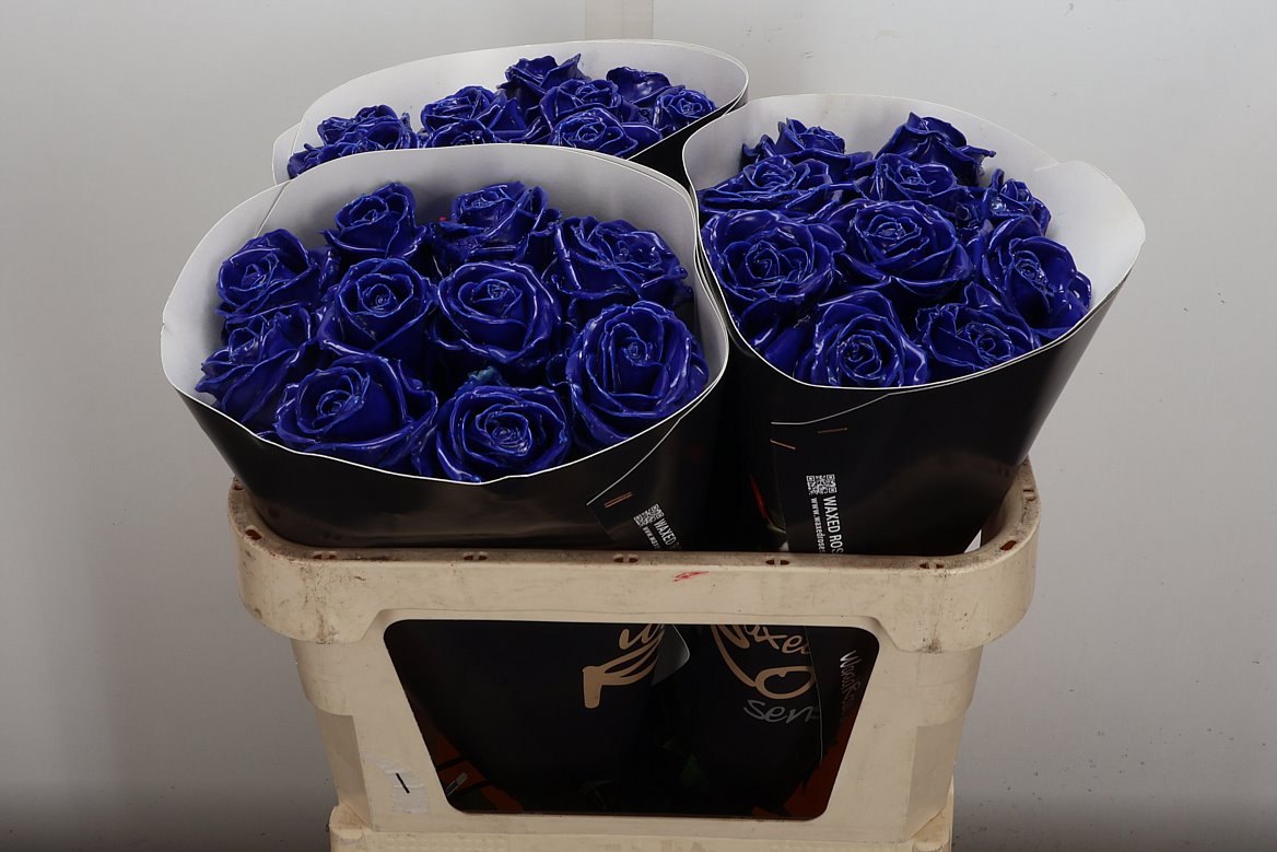 Rosa Waxed 70cm