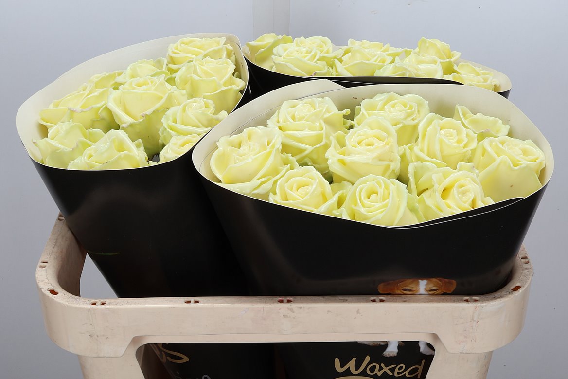 Rosa Waxed 70cm
