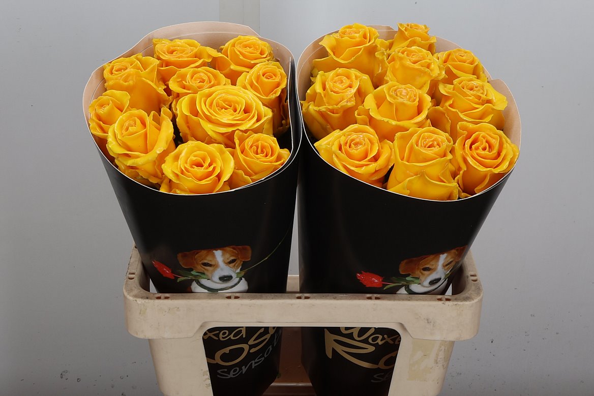 Rosa Waxed 60cm