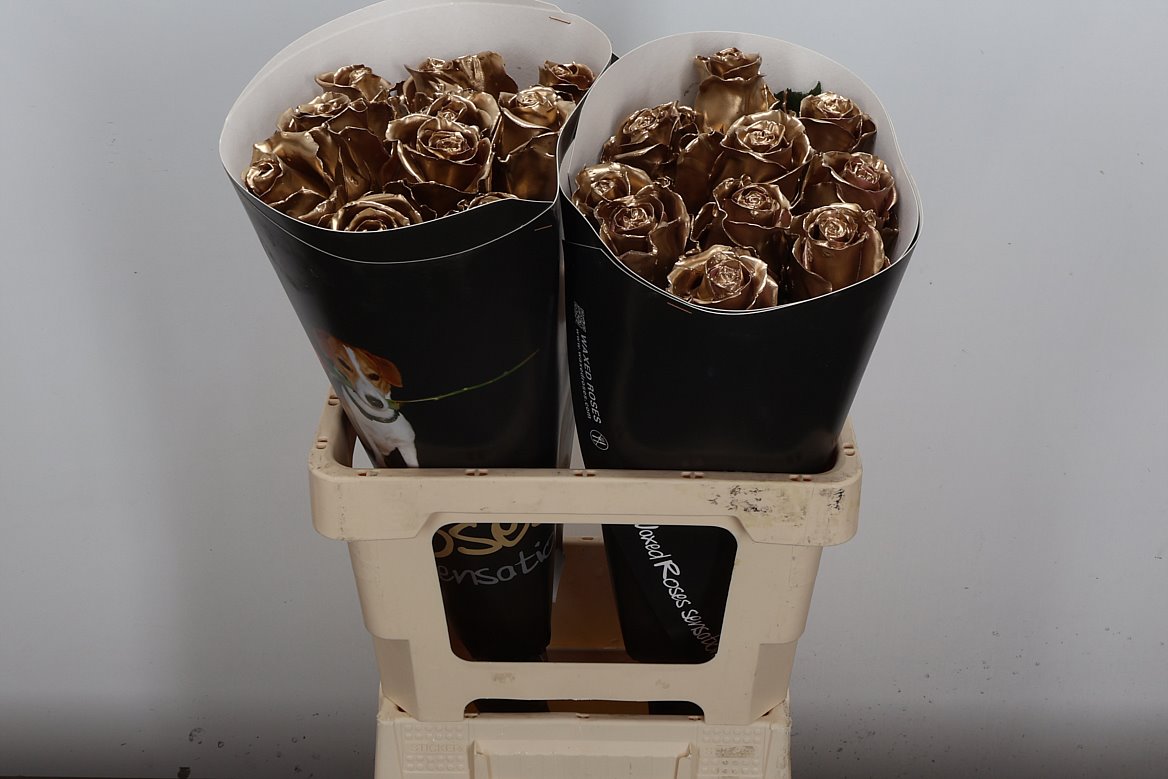 Rosa Waxed 60cm