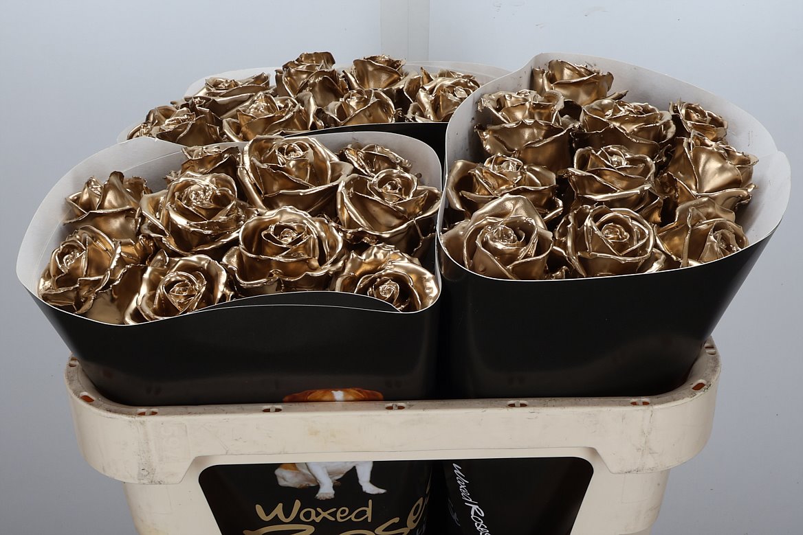 Rosa Waxed 70cm