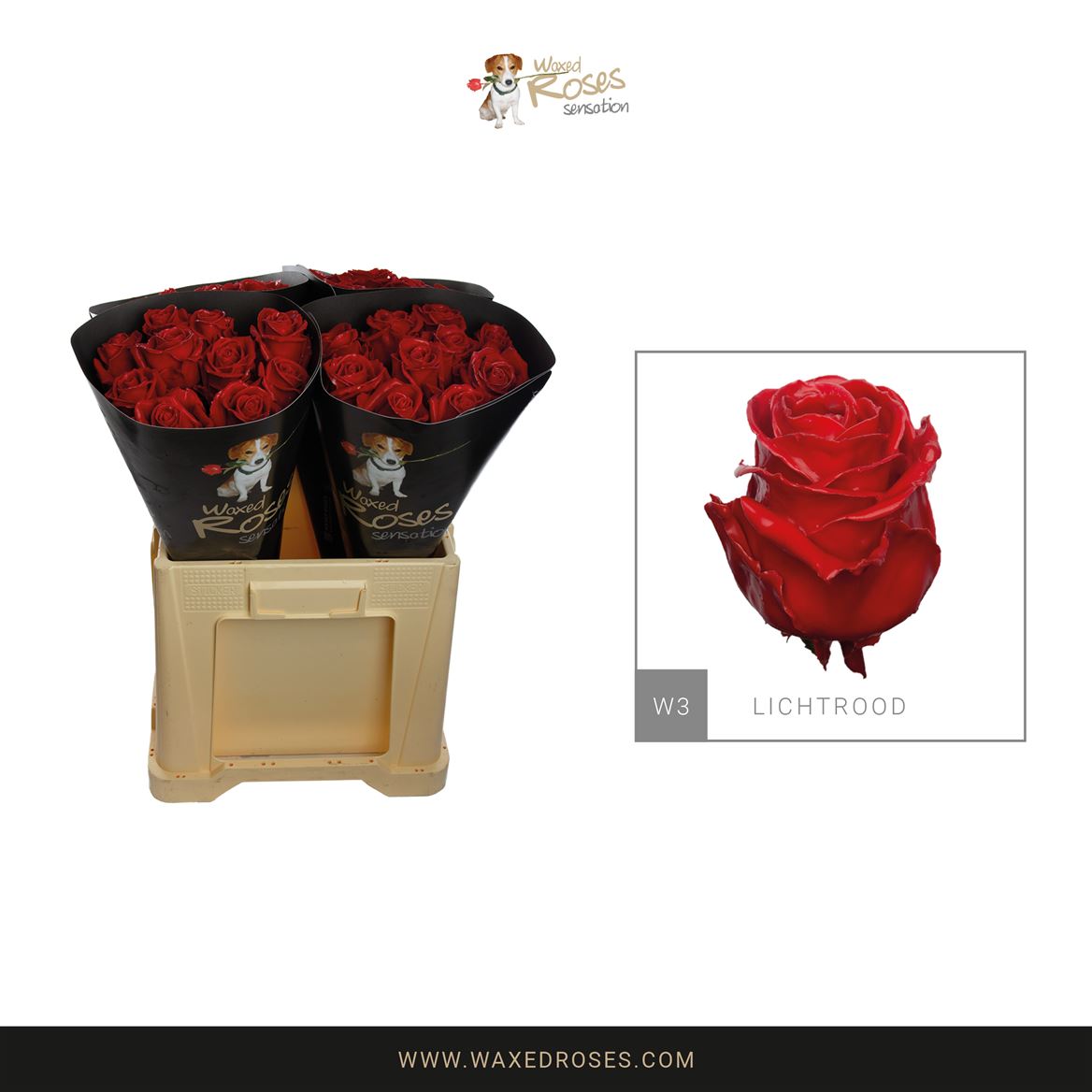 Rosa Waxed 60cm