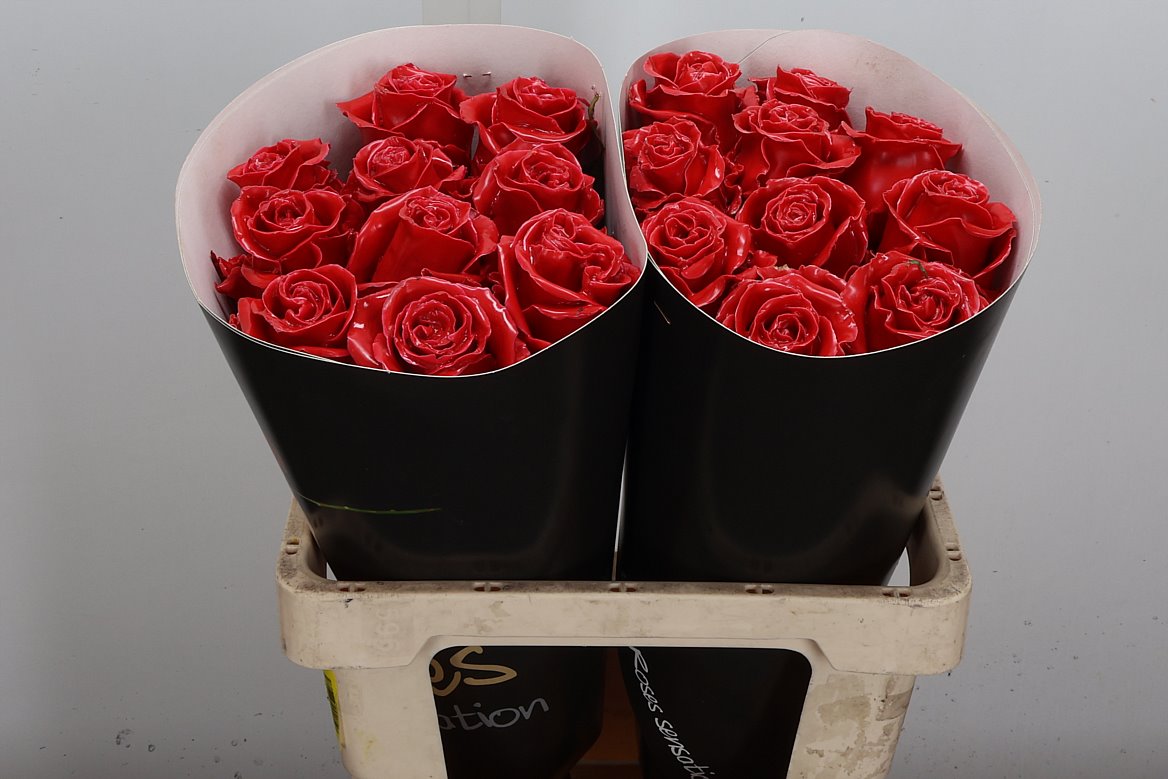 Rosa Waxed 60cm