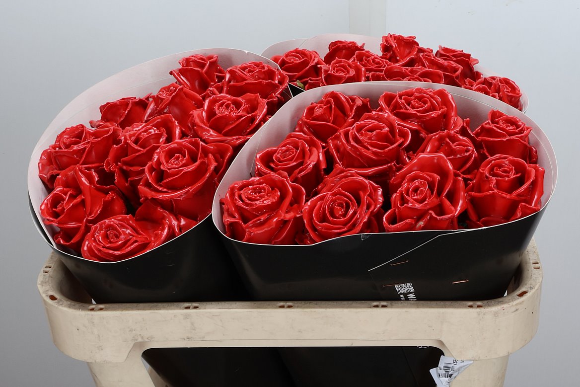 Rosa Waxed 70cm