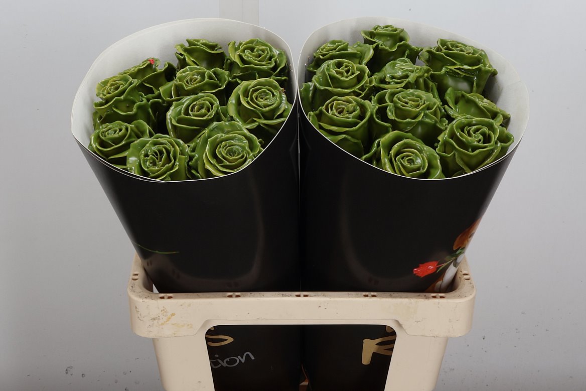 Rosa Waxed 60cm