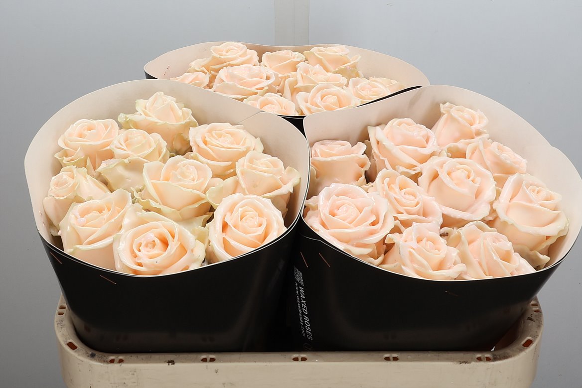 Rosa Waxed 70cm