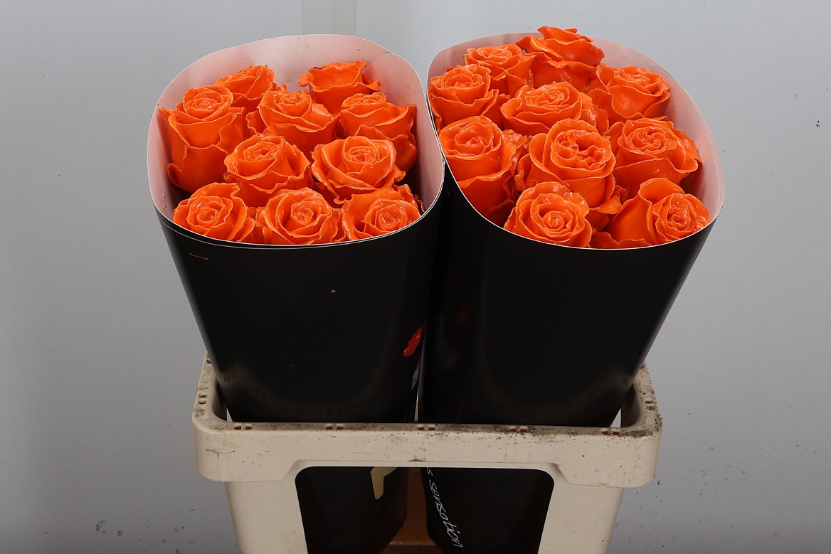 Rosa Waxed 60cm