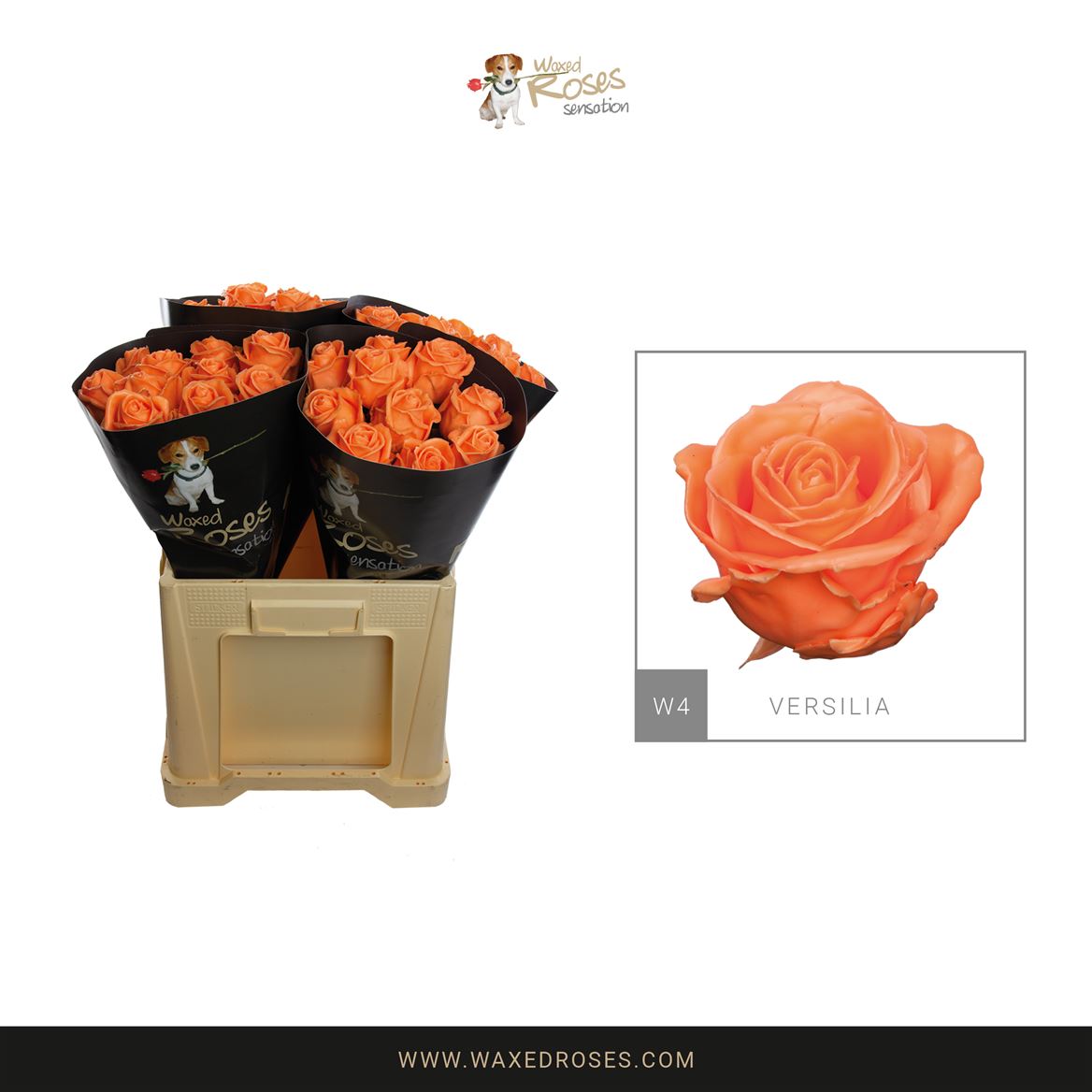 Rosa Waxed 60cm