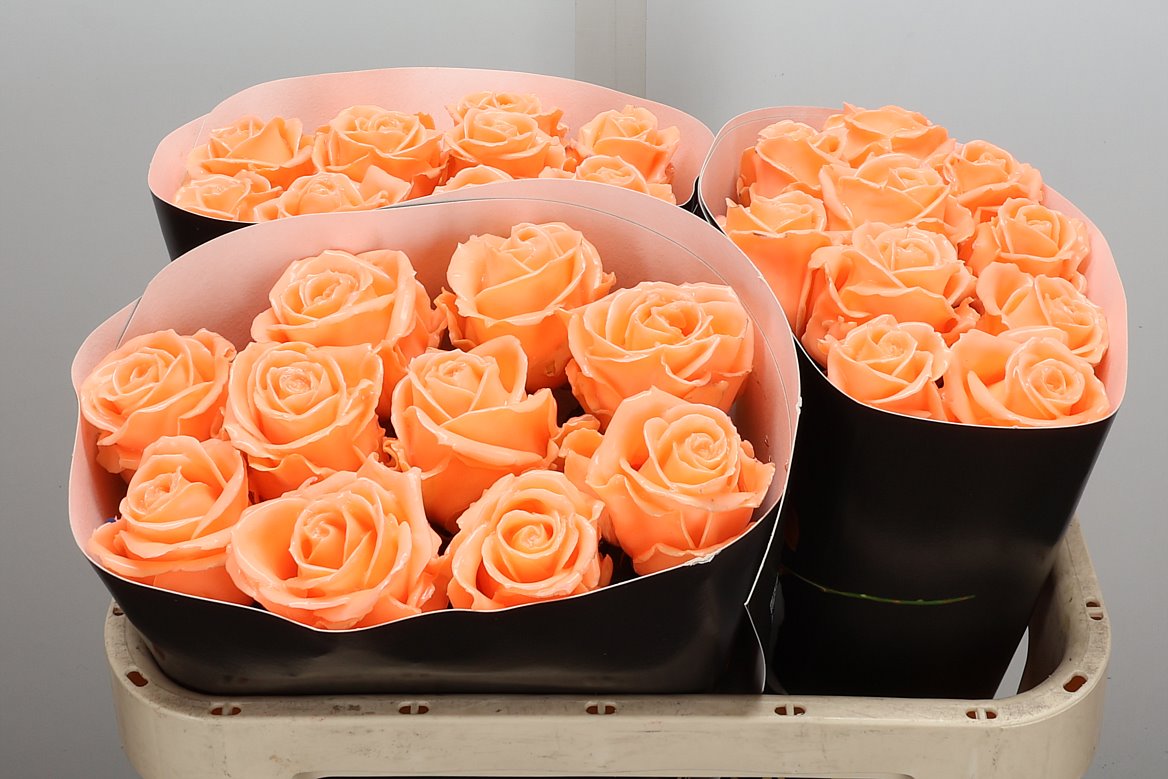 Rosa Waxed 70cm