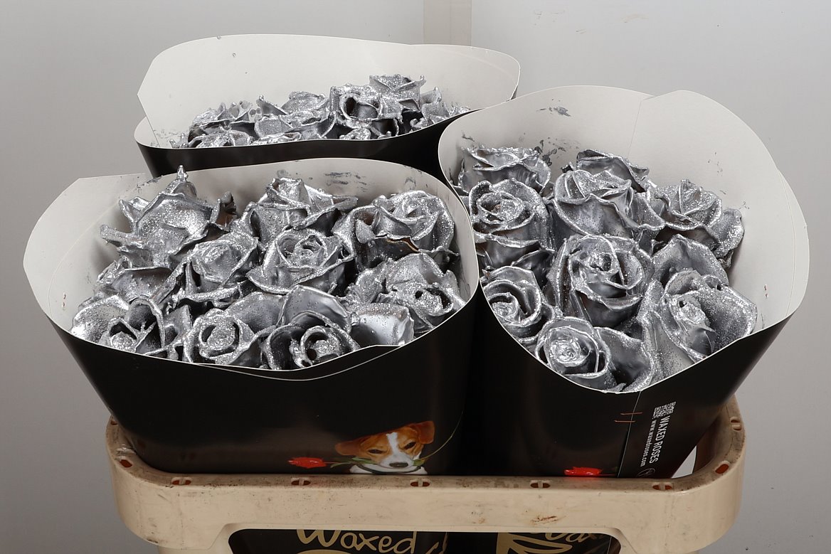 Rosa Waxed 70cm