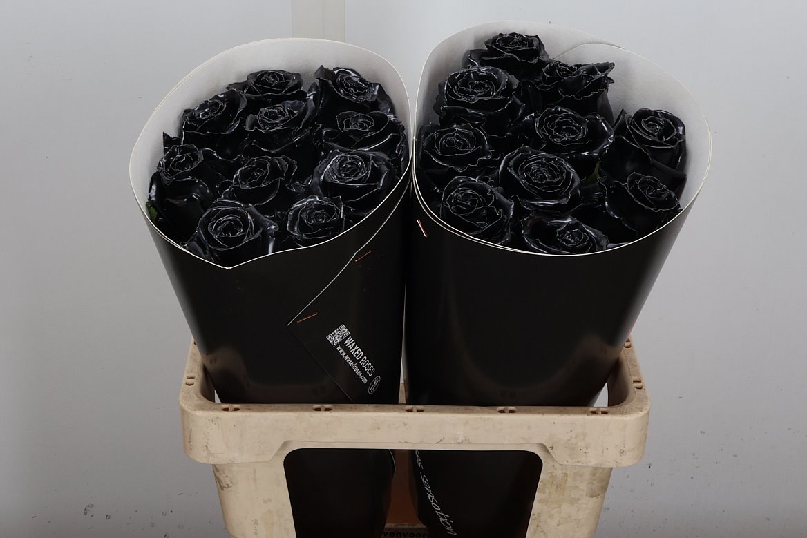 Rosa Waxed 60cm