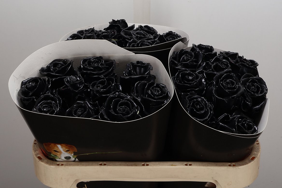Rosa Waxed 70cm