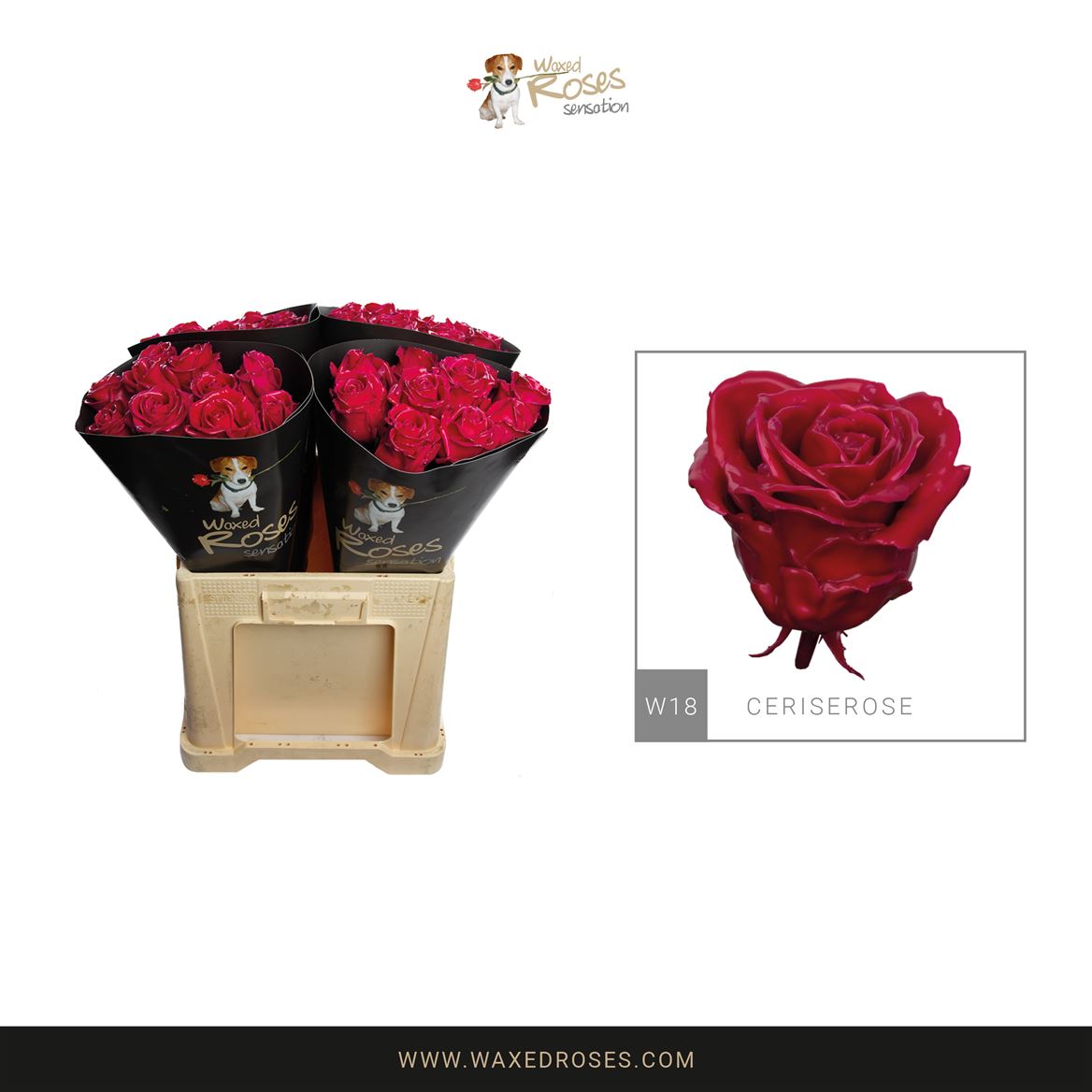Rosa Waxed 60cm