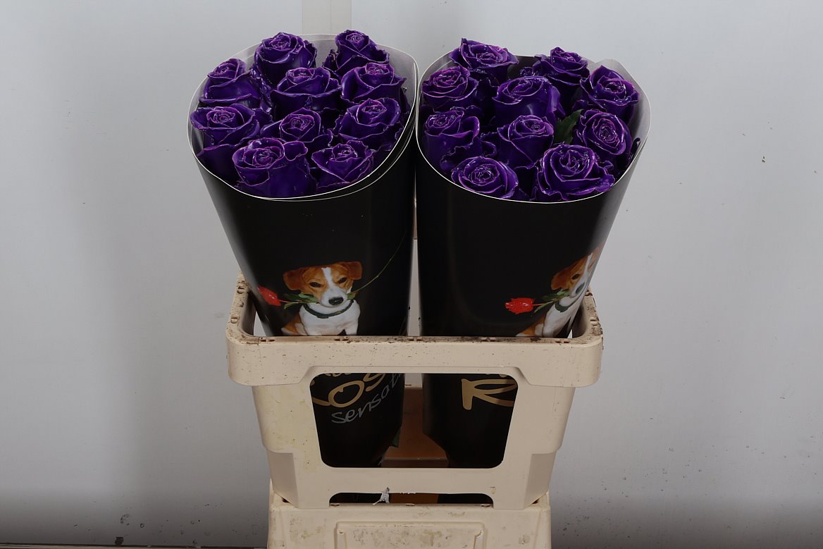 Rosa Waxed 60cm