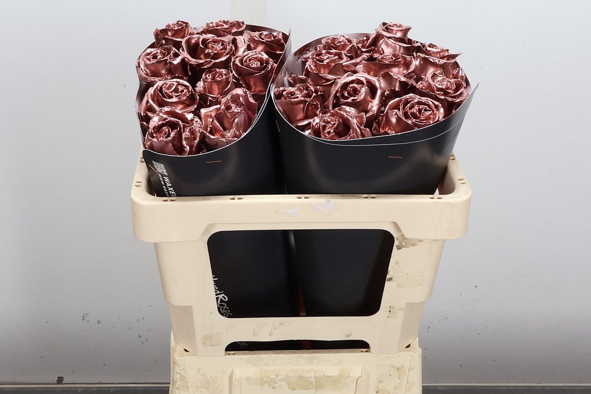 Rosa Waxed 50cm