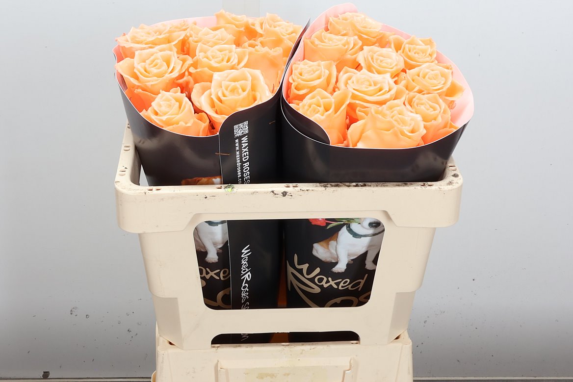 Rosa Waxed 50cm