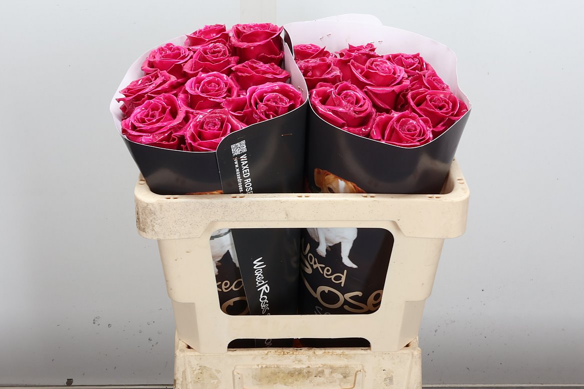 Rosa Waxed 50cm