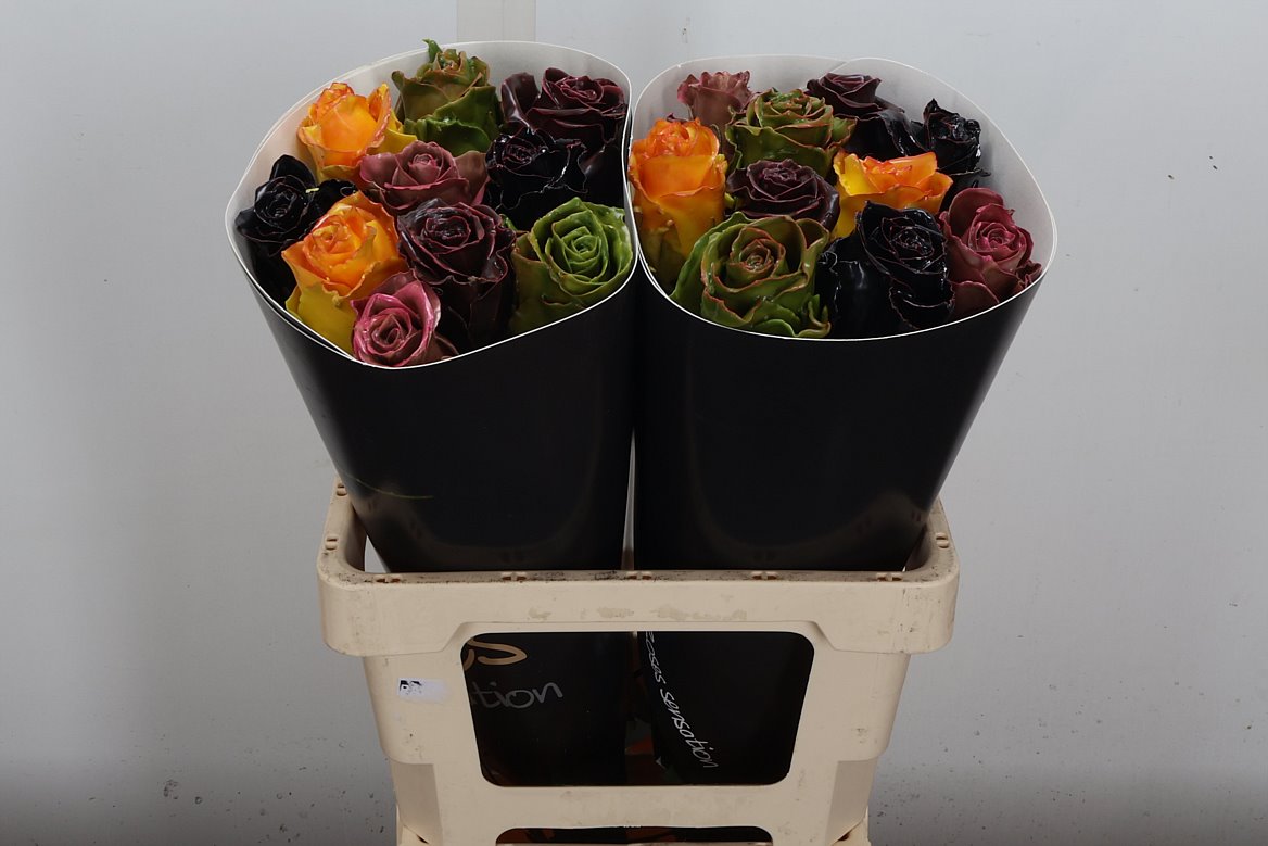 Rosa Waxed 60cm