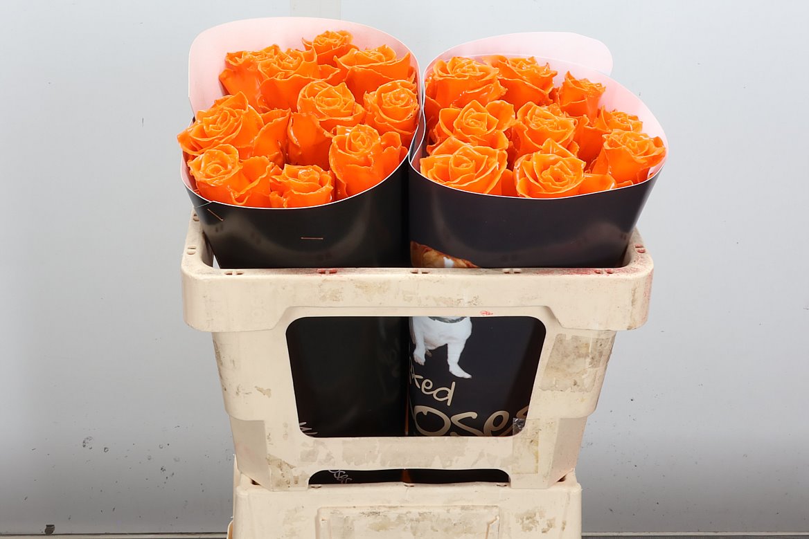 Rosa Waxed 50cm