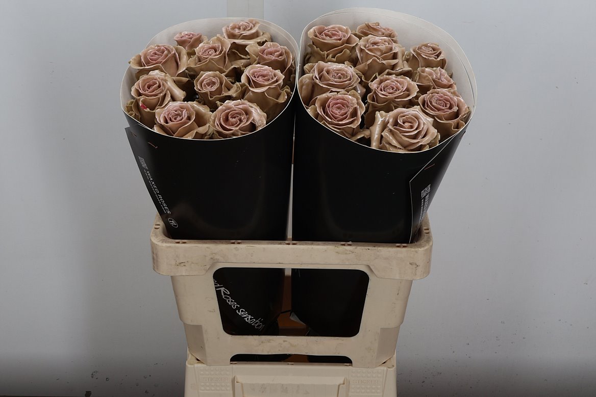 Rosa Waxed 60cm