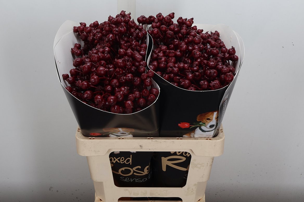 Ov Colrbehandeld 60cm
