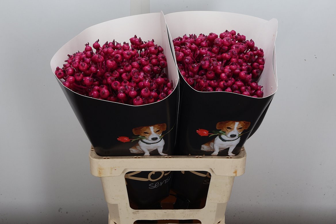 Ov Colrbehandeld 60cm