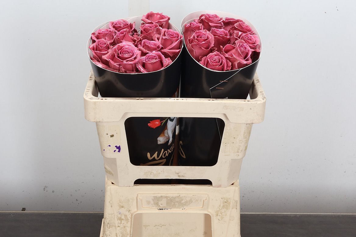 Rosa Waxed 50cm