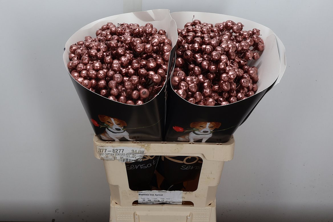 Ov Colrbehandeld 60cm