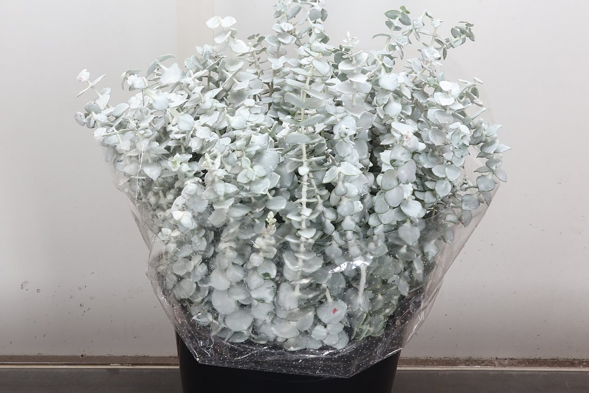 Eucalyptus Painted 45cm