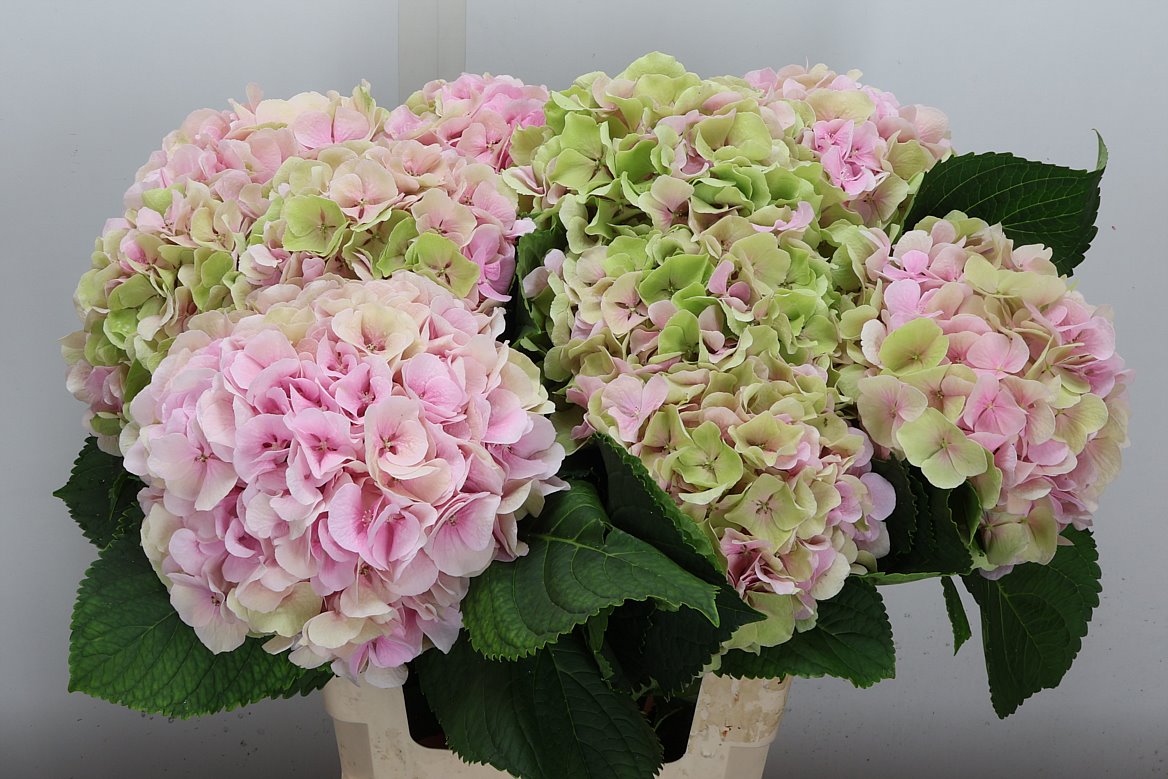 Hydrangea Verena Classic 60cm 18-20cm Hd