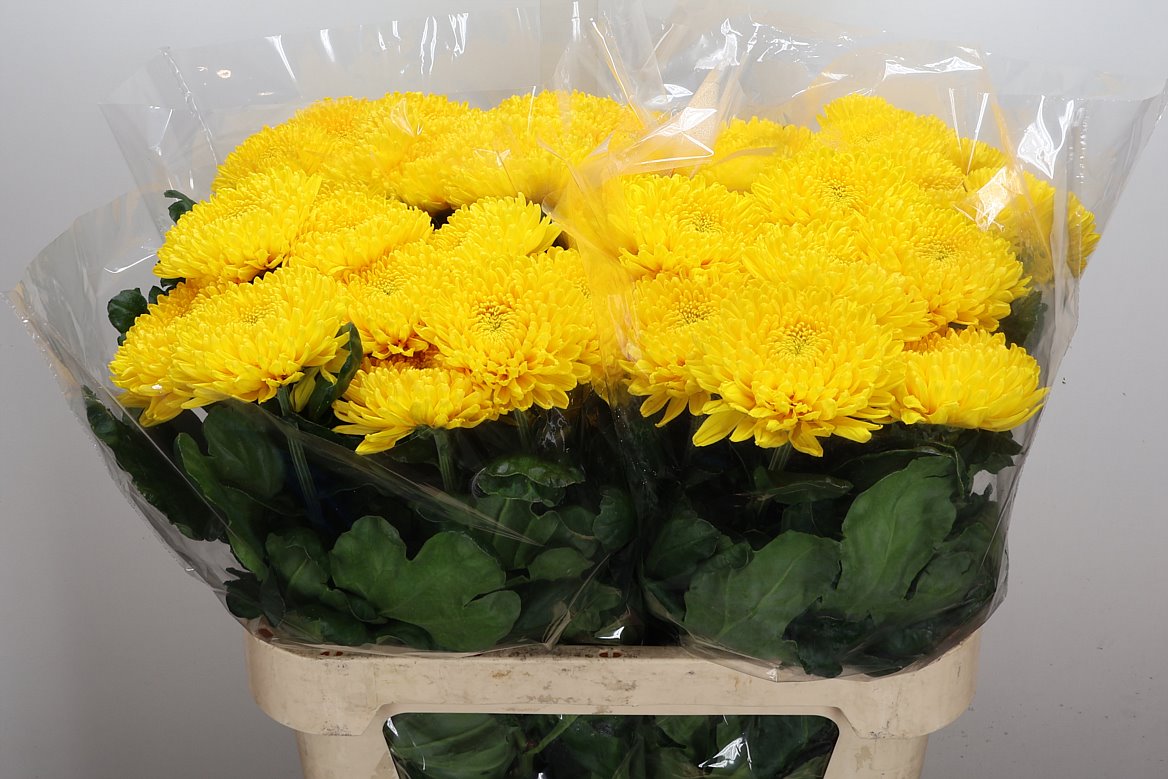 Chrysanth Single Migoli 75cm 95gr.