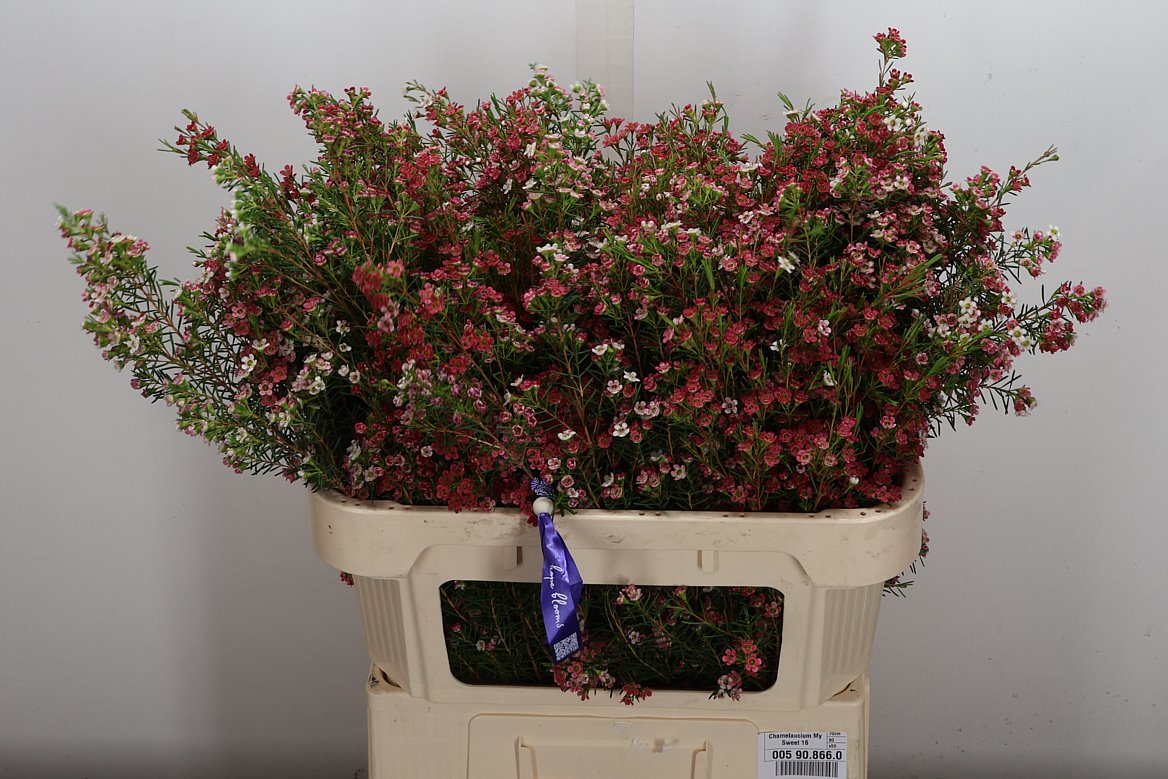 Chamelaucium My Sweet Sixteen 70cm 60gr.