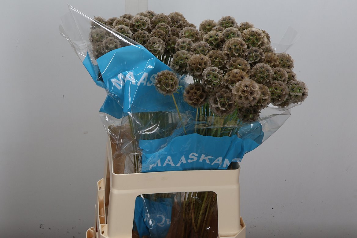 Scabiosa Stellata 60cm