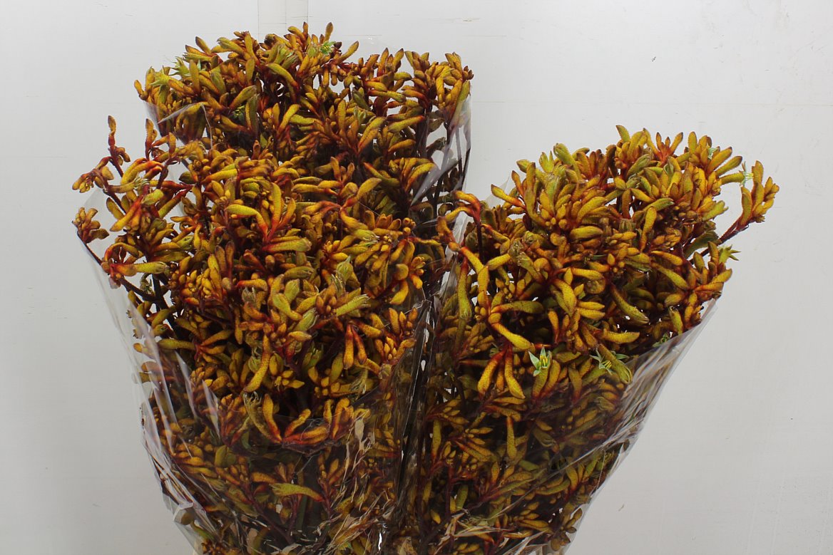 Anigozanthos Orange Velvet 80cm