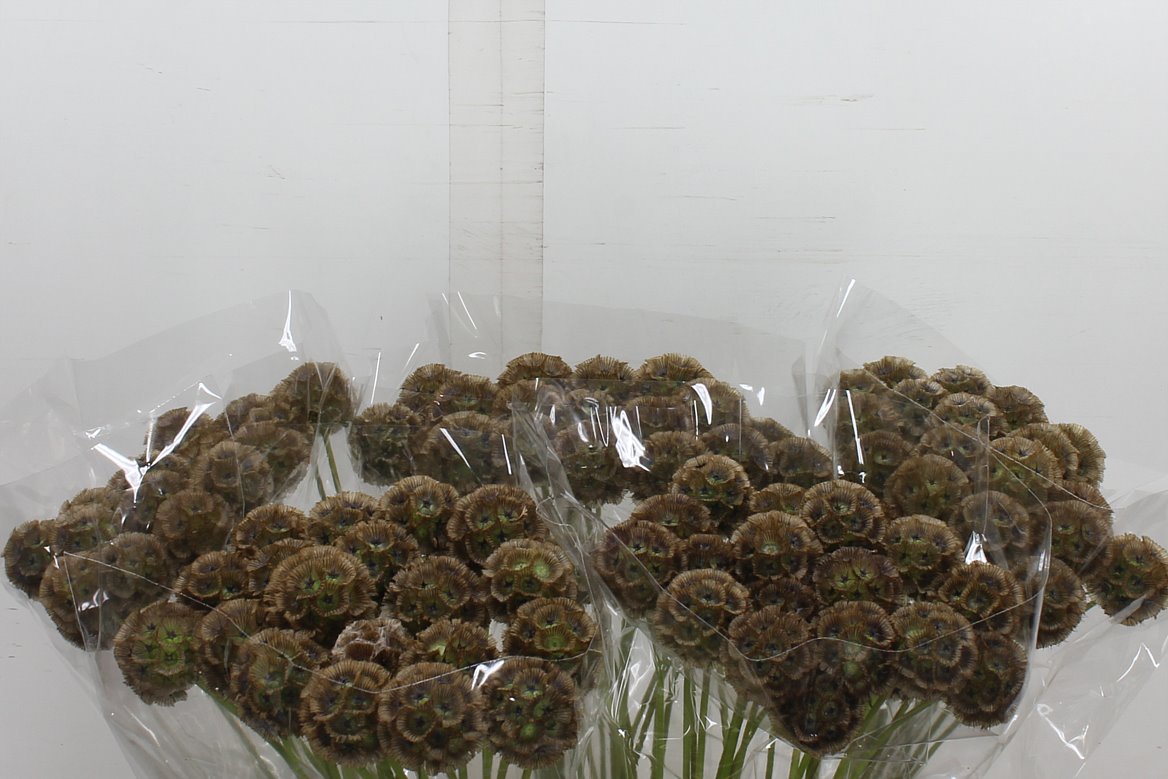 Scabiosa Stellata 70cm