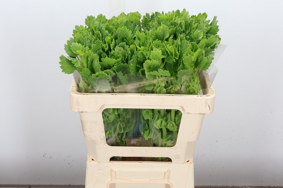 Moluccella 50cm