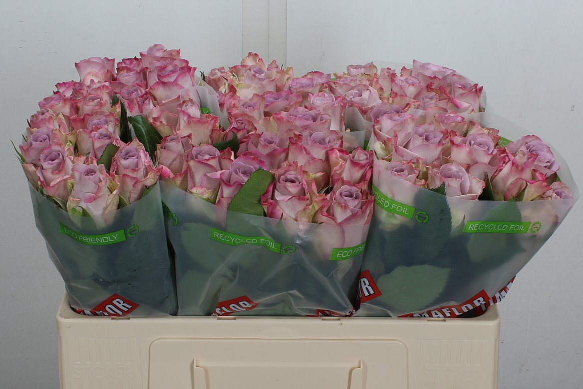 Rosa Memory Lane! 50cm
