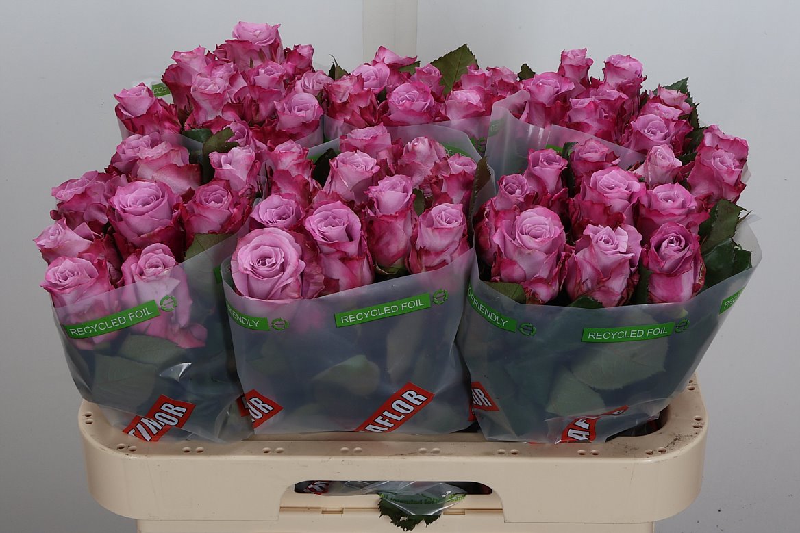 Rosa Maritim 60cm