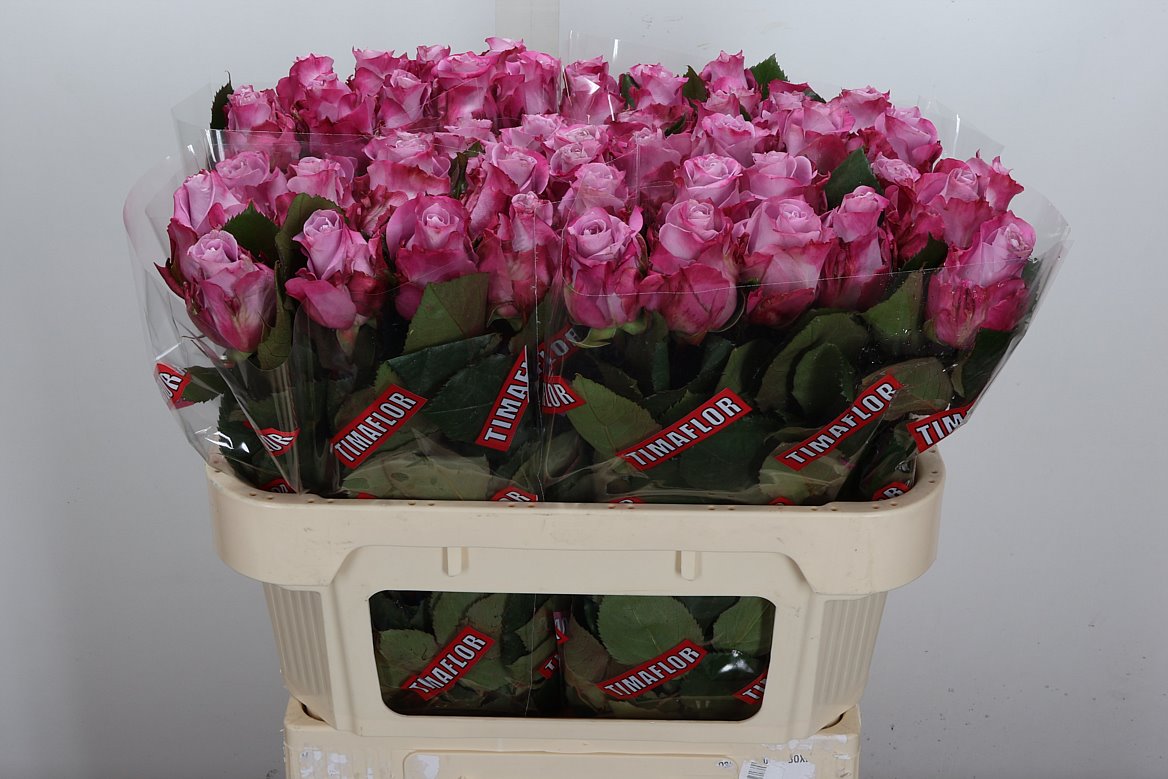 Rosa Maritim 70cm